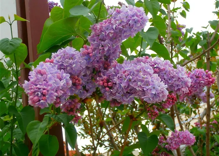 Song בית הארחה