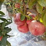 Song ספליט